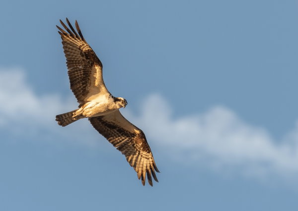 Hawk flying against blue sky