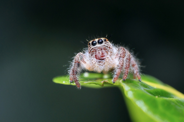 spider sitting on green leaf